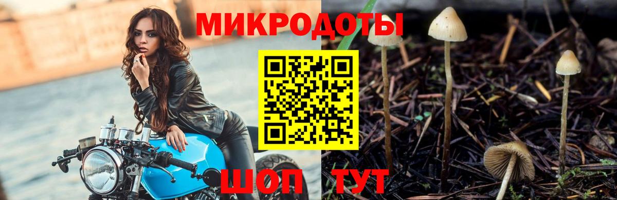 Галлюциногенные грибы Psilocybe Искитим